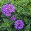 MONARDA HYBRIDA 'BEE PRETTY' kak8