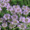 MONARDA HYBRIDA 'BEE-PRETTY' (MONARDA)_shutter