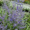 PEROVSKIA ATRIPLICIFOLIA 'LACEY BLUE' kak1