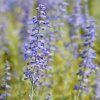 PEROVSKIA ATRIPLICIFOLIA 'LACEY BLUE' _istock