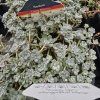SEDUM SPATHULIFOLIUM 'CAPE BLANCO' kak