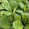 BERGENIA 'SNOWTIME kak1