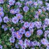 ASTER DUMOSUS 'AQUA COMPACT IST2