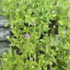 ASTER DUMOSUS 'AQUA COMPACT' KAK2