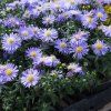 ASTER DUMOSUS 'AQUA COMPACT' (ASTRA KROVITÁ)-istock