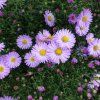 ASTER DUMOSUS 'BERYLL'  IST1