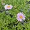 ASTER DUMOSUS 'BERYLL' KAK1