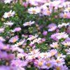 ASTER DUMOSUS 'BERYLL'  IST