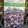 ASTER DUMOSUS 'ROSE CRYSTAL kak'