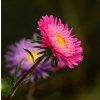 ASTER DUMOSUS 'ROSE CRYSTAL shut