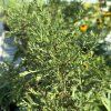 ASTER DUMOSUS 'TURMALIN' kak1