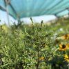 ASTER DUMOSUS 'TURMALIN' kak2