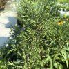 ASTER DUMOSUS 'TURMALIN' kak4
