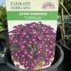 ASTER DUMOSUS 'TURMALIN' kak