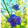 DELPHINIUM CULTORUM 'DELPHINITY BLUE' kak4