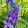 DELPHINIUM CULTORUM 'DELPHINITY BLUE' kak3