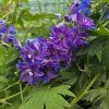 DELPHINIUM CULTORUM 'DELPHINITY BLUE' kak5