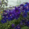 DELPHINIUM CULTORUM 'DELPHINITY BLUE' kak6