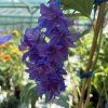 DELPHINIUM CULTORUM 'DELPHINITY BLUE' kak7
