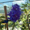 DELPHINIUM CULTORUM 'DELPHINITY BLUE' kak8