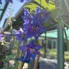 DELPHINIUM CULTORUM 'DELPHINITY BLUE' kak9