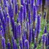 VERONICA SPICATA 'FIRST GLORY' shutt