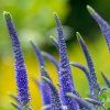 VERONICA SPICATA 'FIRST GLORY' sshutt1