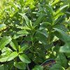 VERONICA SPICATA 'FIRST GLORY' kak