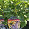 VERONICA SPICATA 'FIRST GLORY' kak1