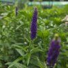 VERONICA SPICATA 'FIRST GLORY' kak1