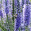 VERONICA SPICATA 'FIRST GLORY' (VERONIKA KLASNATÁ)_istock