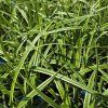 CAREX MORROWII 'ICE DANCE' kak1