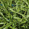 CAREX MORROWII 'ICE DANCE' kak2