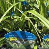 CAREX MORROWII 'ICE DANCE' kak