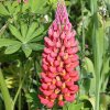 LUPINUS 'TOWERING INFERNO' ist2