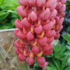 LUPINUS 'TOWERING INFERNO'_istock