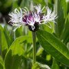 CENTAUREA MONTANA 'AMETHYST IN SNOW' shut1