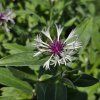 CENTAUREA MONTANA 'AMETHYST IN SNOW' kak1