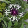 CENTAUREA MONTANA 'AMETHYST IN SNOW' kak1