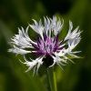 CENTAUREA MONTANA 'AMETHYST IN SNOW' shut