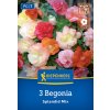 BEGONIA 'SPLENDID MIX' bruno