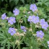 GERANIUM PRATENSE 'MRS. KENDALL CLARK' (PAKOST LÚČNY)_istock1