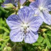 GERANIUM PRATENSE 'MRS. KENDALL CLARK' (PAKOST LÚČNY)_istock
