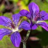 geranium wlassovianum ist1
