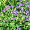 geranium wlassovianum ist2