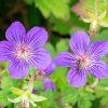 geranium wlassovianum ist