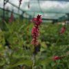 PERSICARIA AMPLEXICAULIS 'JS KEEP SMILING' kak1