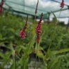 PERSICARIA AMPLEXICAULIS 'JS KEEP SMILING' kak2