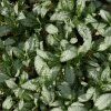 PULMONARIA 'MOONSHINE' IST1