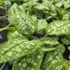 PULMONARIA 'MOONSHINE' kak